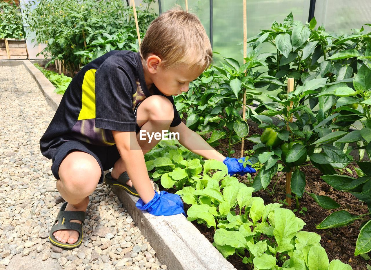 Rear view of boy and plants