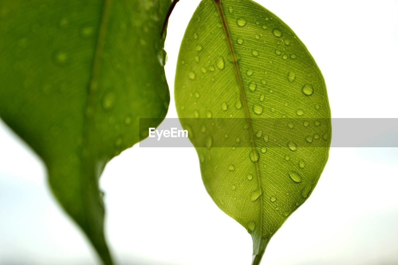 Close-up of wet leaves against sky