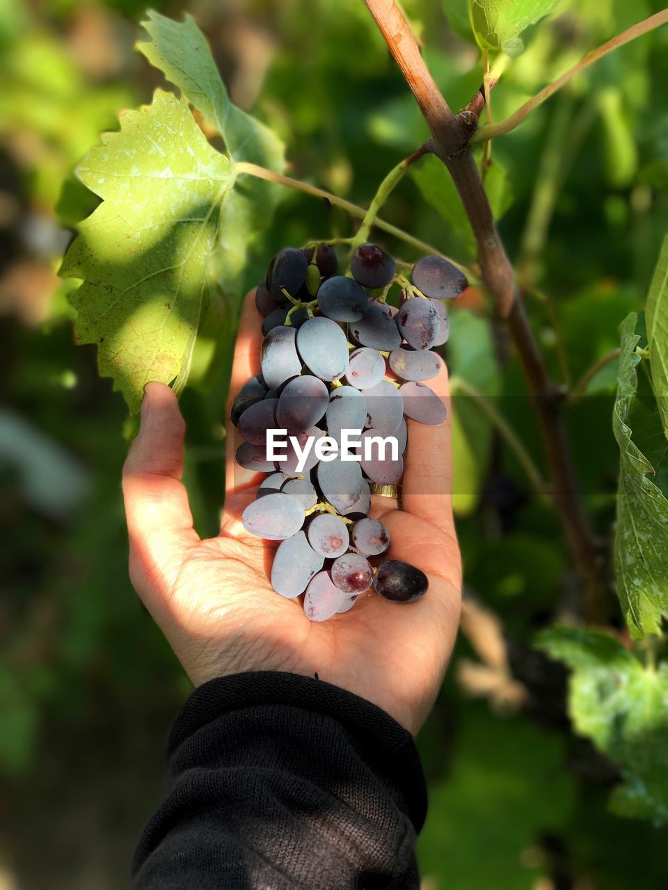 Close-up of hand holding grapes