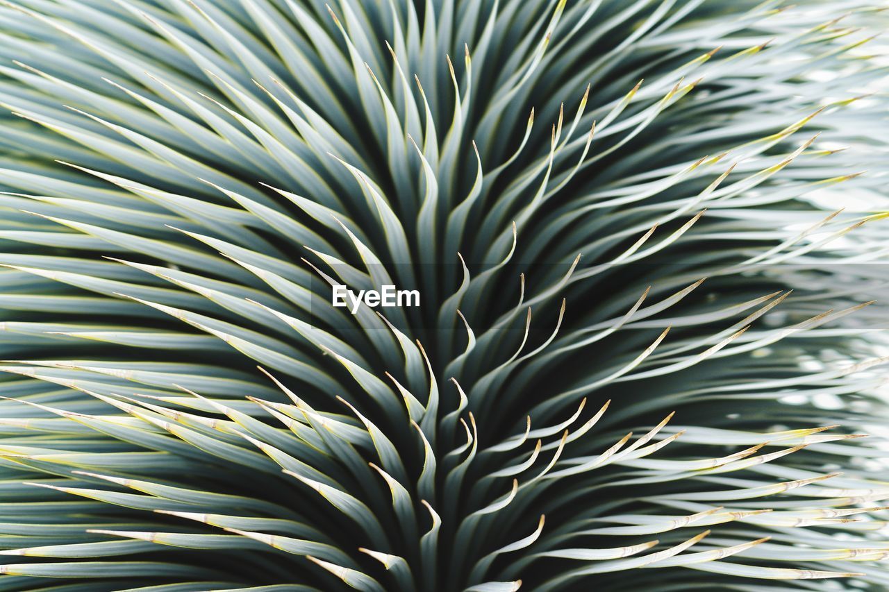 Full frame shot of palm tree