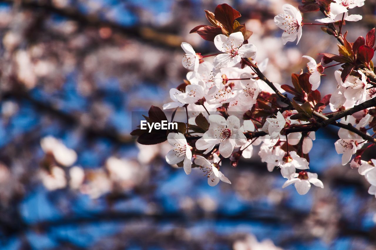 CLOSE-UP OF CHERRY BLOSSOM ON BRANCH