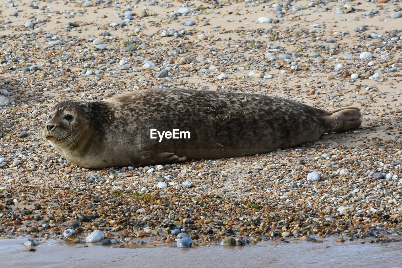 Close-up of seal on sand at beach