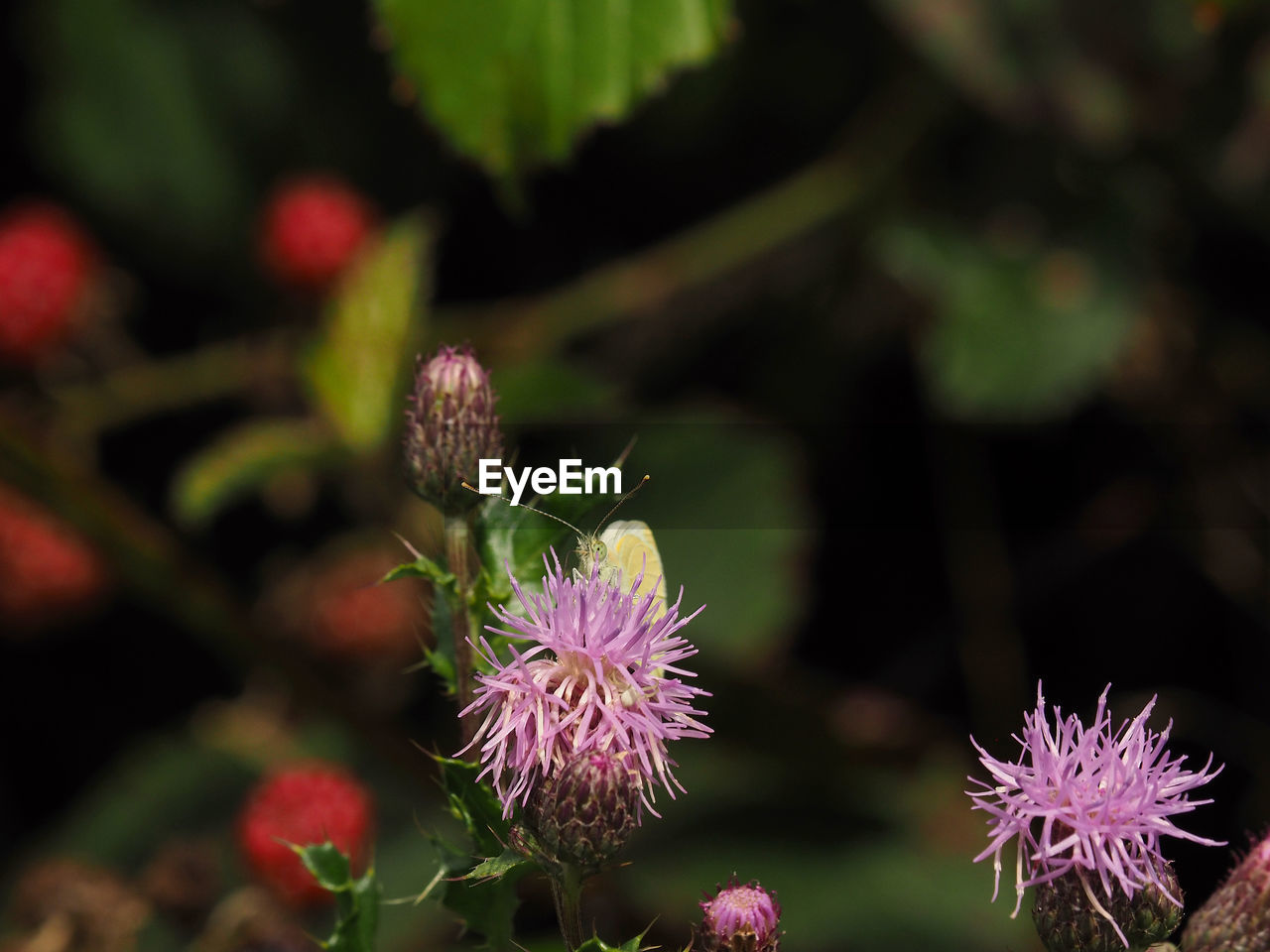 CLOSE-UP OF PINK FLOWERING PLANTS