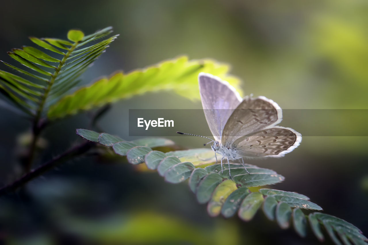 Beautiful little butterfly called bog copper in various moment with natural colorful background