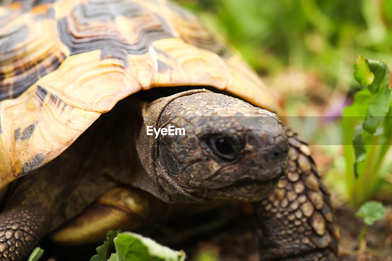 CLOSE-UP OF A TURTLE IN A REPTILE