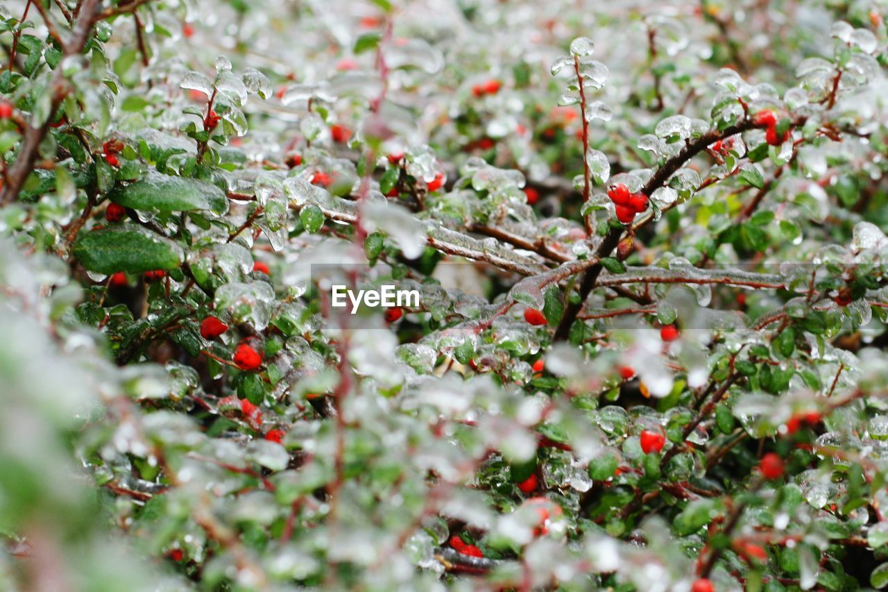 Full frame shot of frozen plants during winter