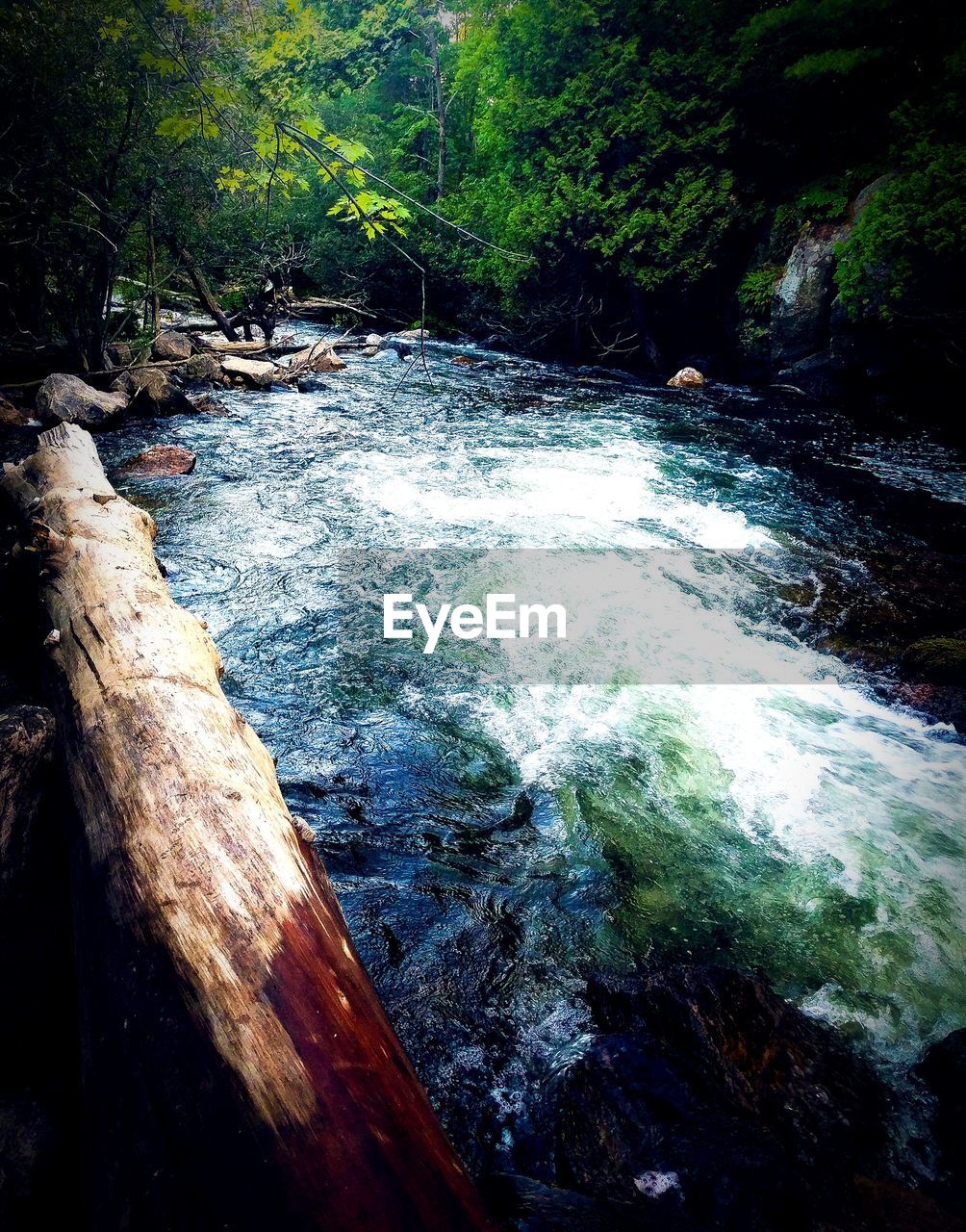 SCENIC VIEW OF RIVER IN FOREST