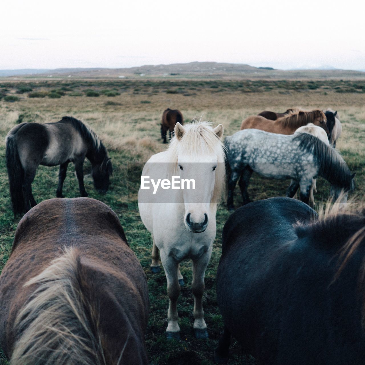Horses on a field