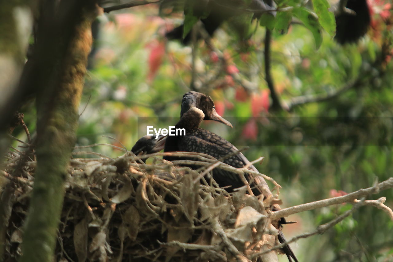 BIRD PERCHING ON BRANCH