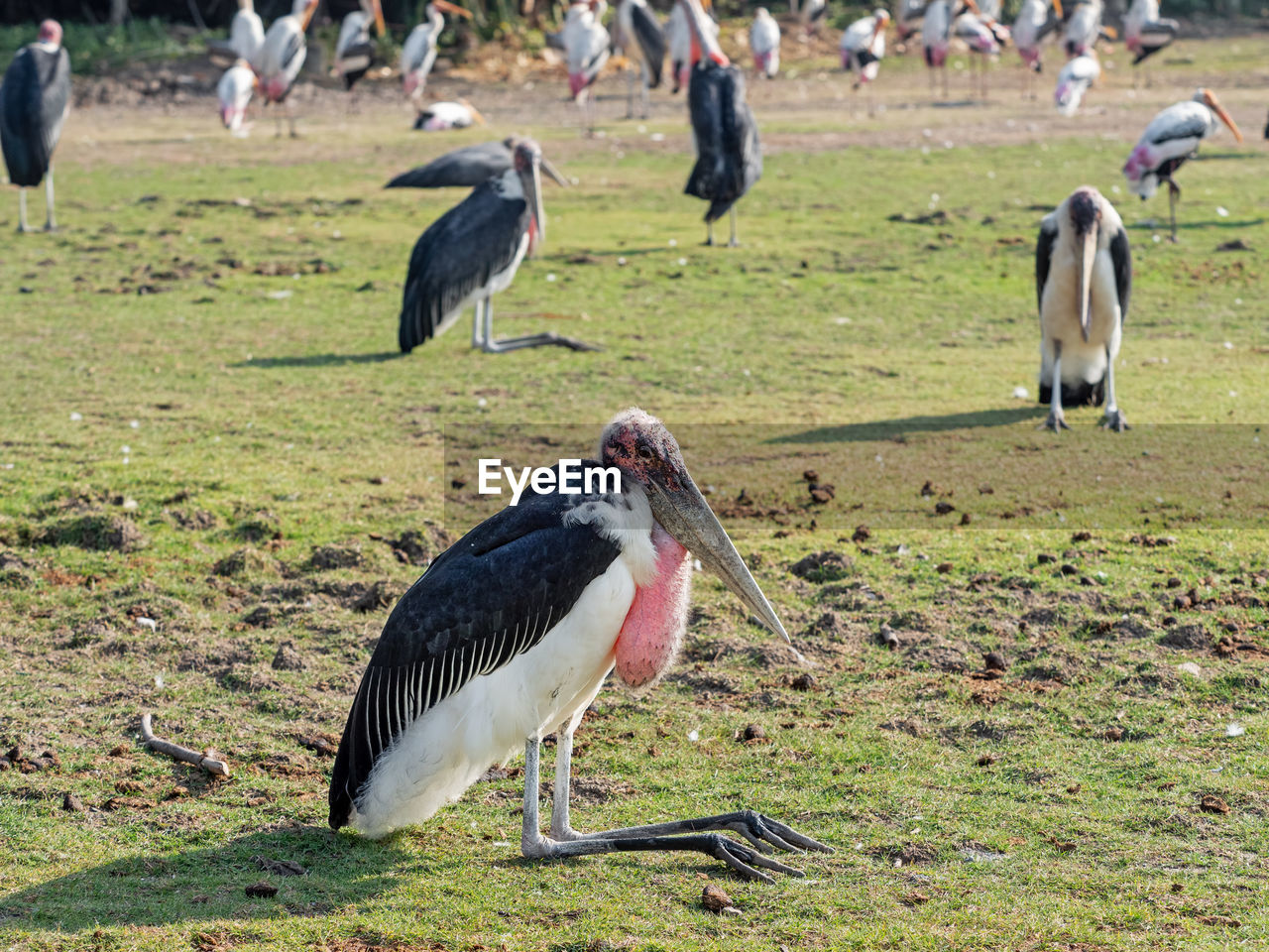 PIGEONS ON A FIELD