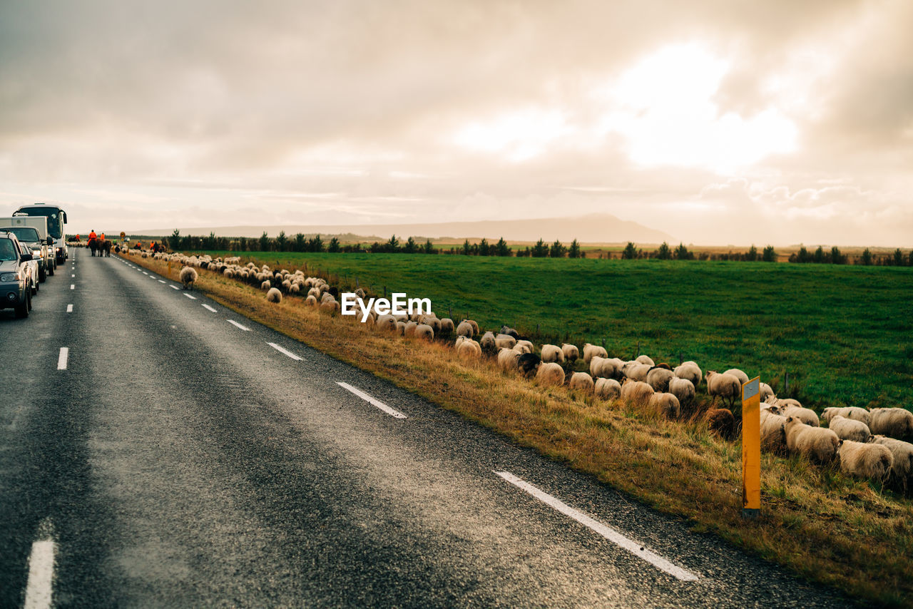 PANORAMIC SHOT OF AGRICULTURAL FIELD BY ROAD AGAINST SKY