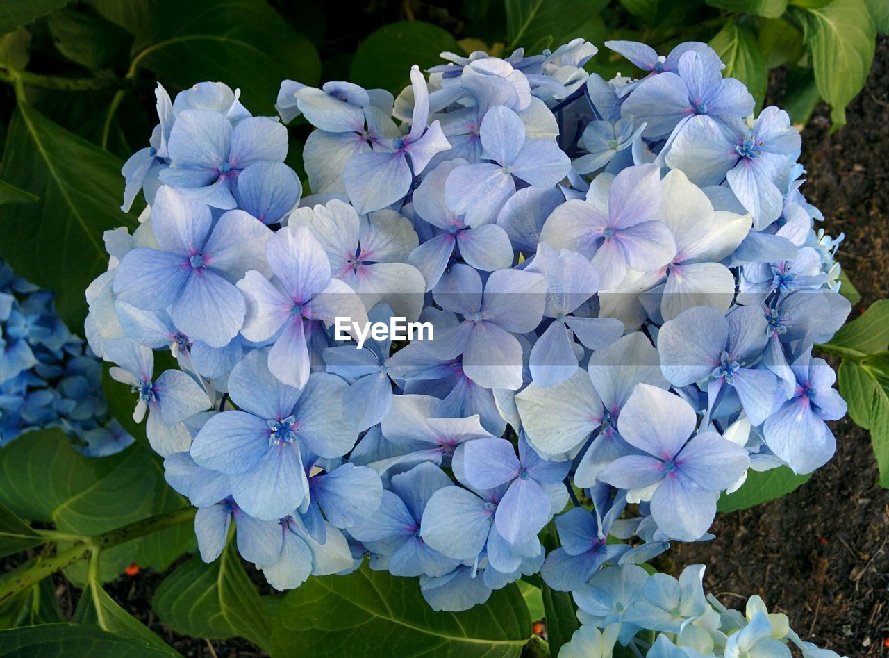 Close-up of blue hydrangea flowers