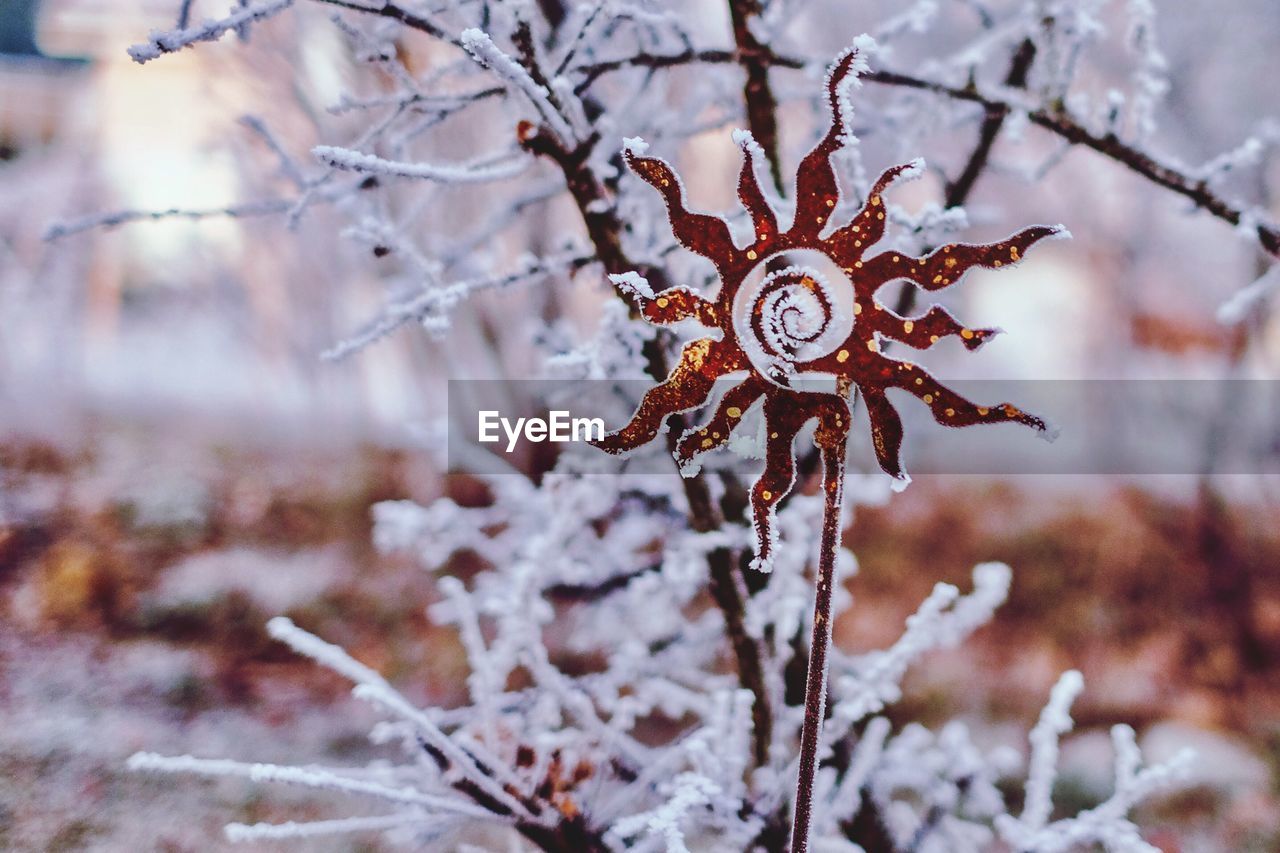 Close-up of snow on tree during winter