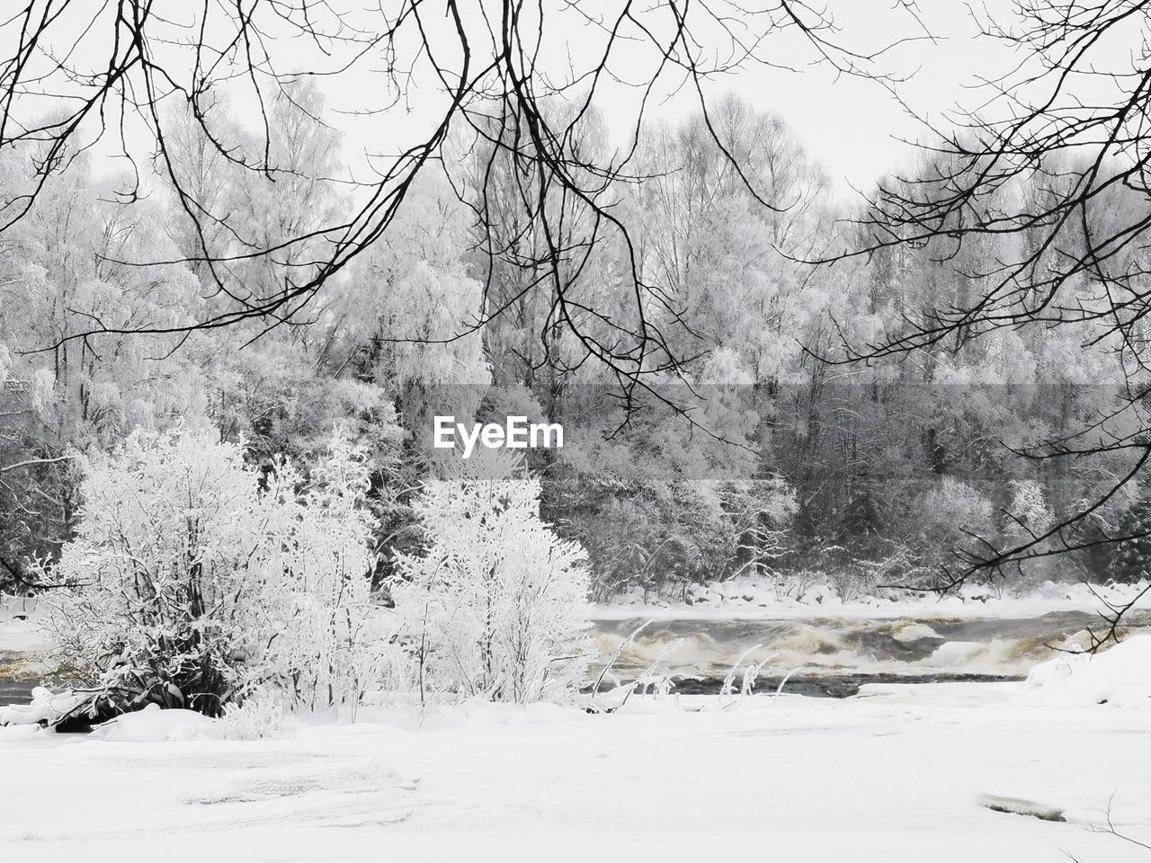 tree, snow, cold temperature, winter, plant, nature, beauty in nature, land, scenics - nature, environment, tranquility, tranquil scene, white, freezing, no people, frozen, landscape, non-urban scene, day, branch, forest, bare tree, blizzard, winter storm, outdoors, deep snow, frost, snowing, covering, idyllic, black and white, sky