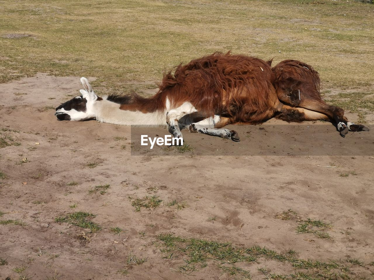 High angle view of sheep on field