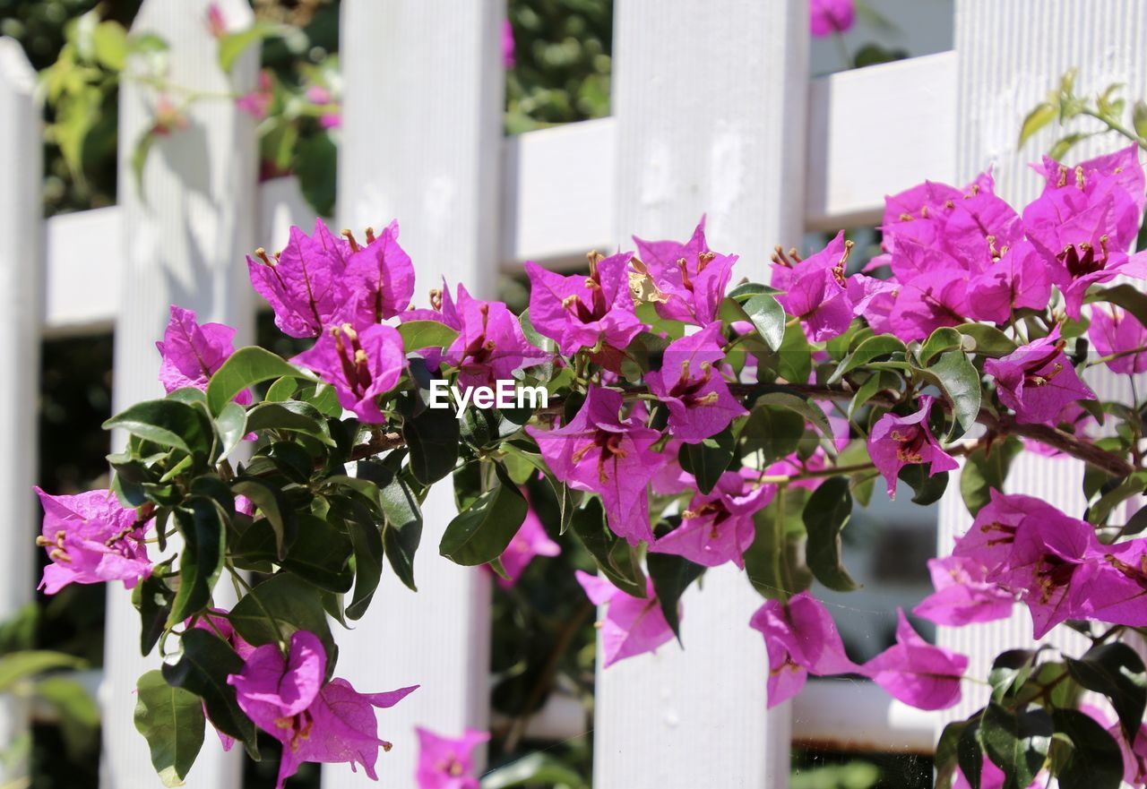 Close-up of pink bougainvillea blossoms