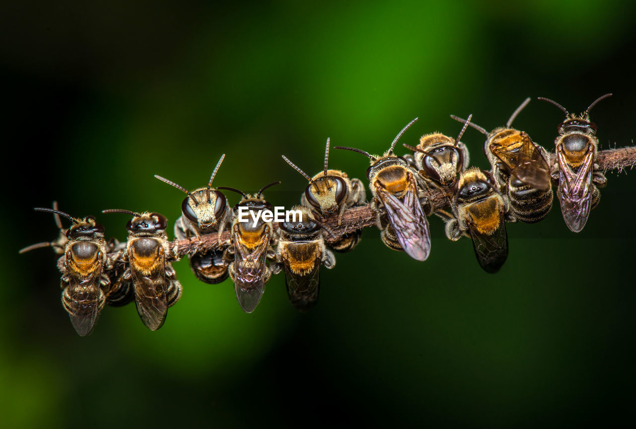 Close-up of bee