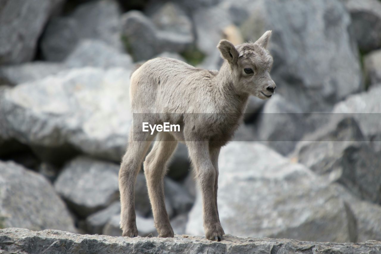 Lamb standing on rocks in calgary zoo