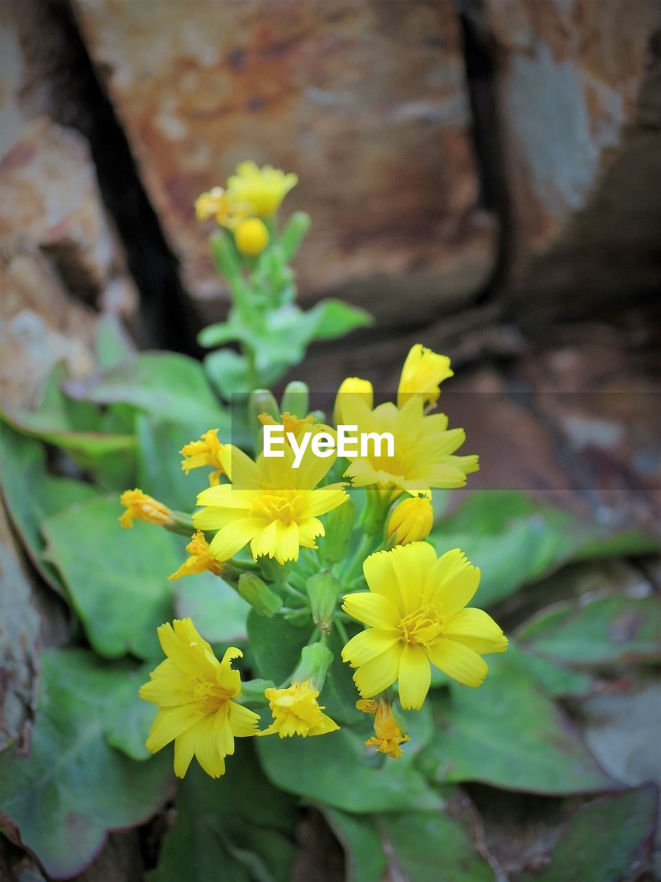 CLOSE-UP OF YELLOW FLOWERS GROWING OUTDOORS