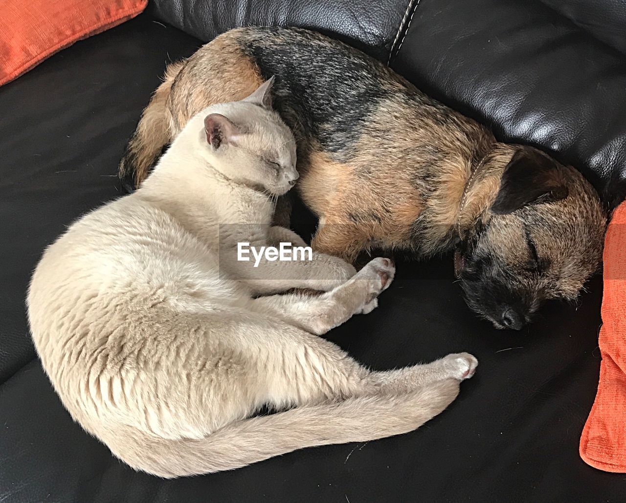 HIGH ANGLE VIEW OF DOG SLEEPING IN MOUTH