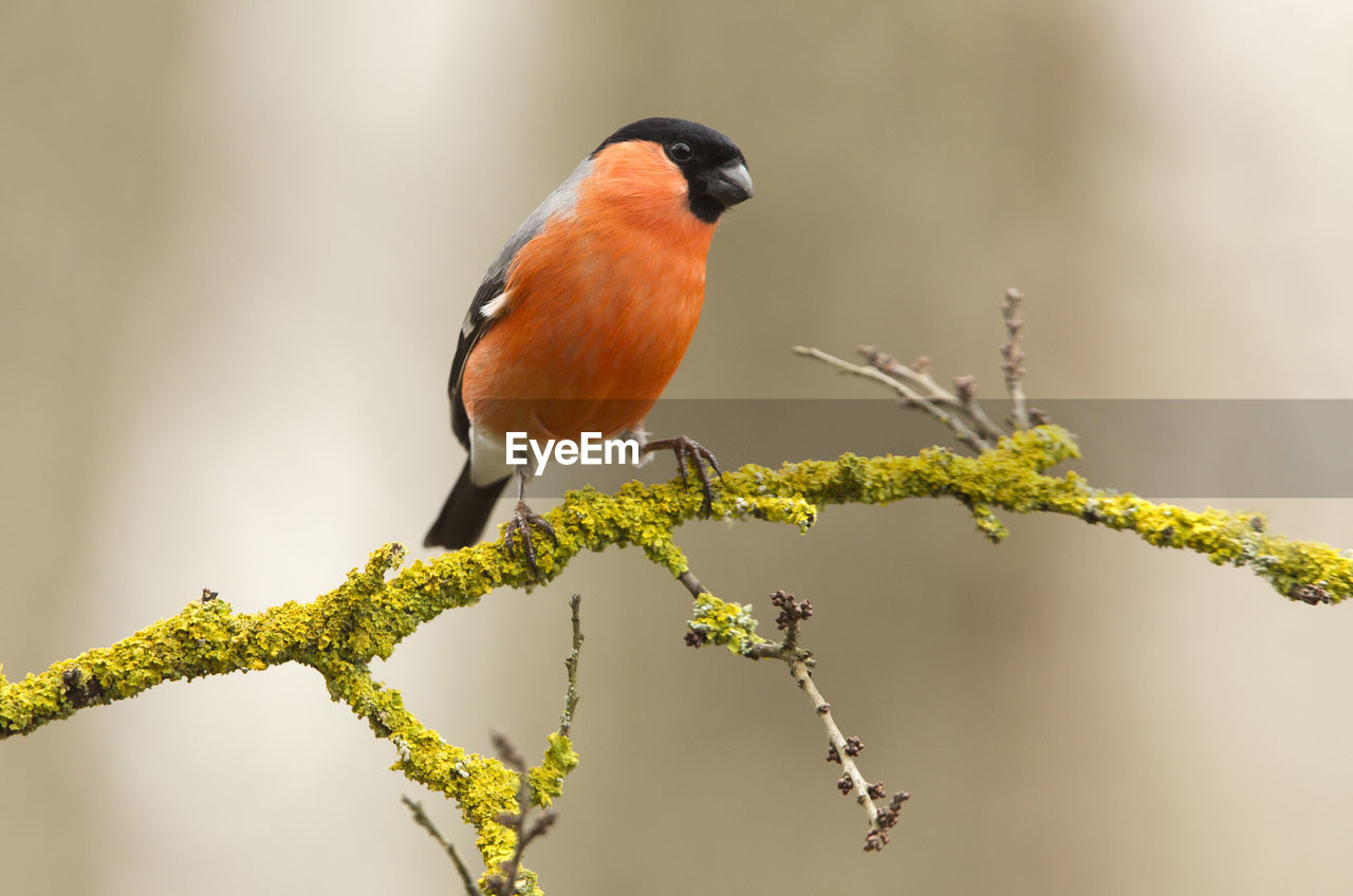 CLOSE-UP OF A BIRD PERCHING ON BRANCH