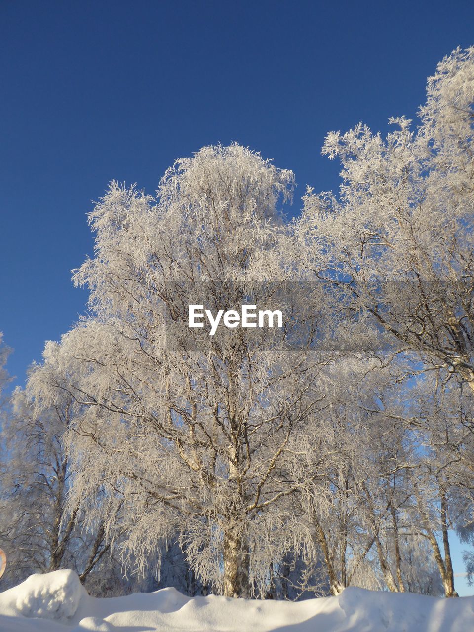 Low angle view of frozen trees against clear sky