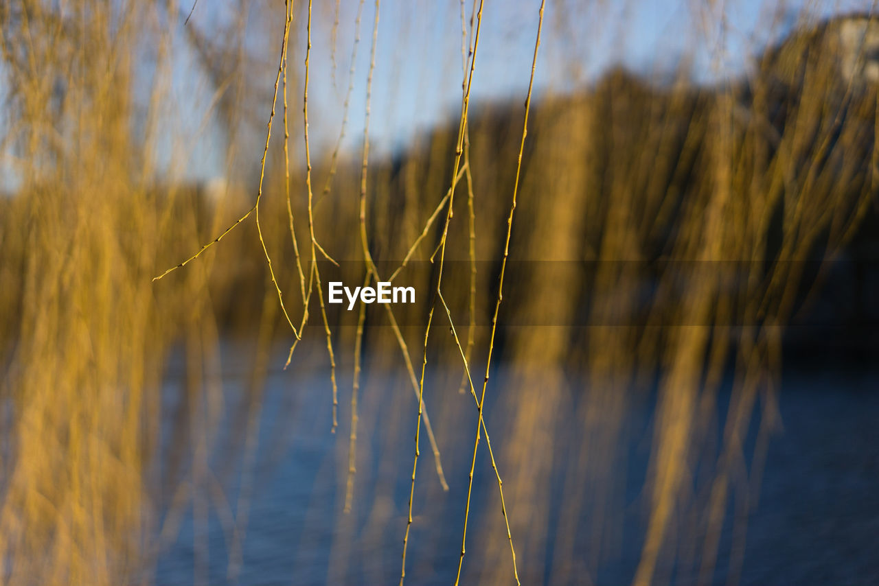 Close-up of willow branches by a lake in winter
