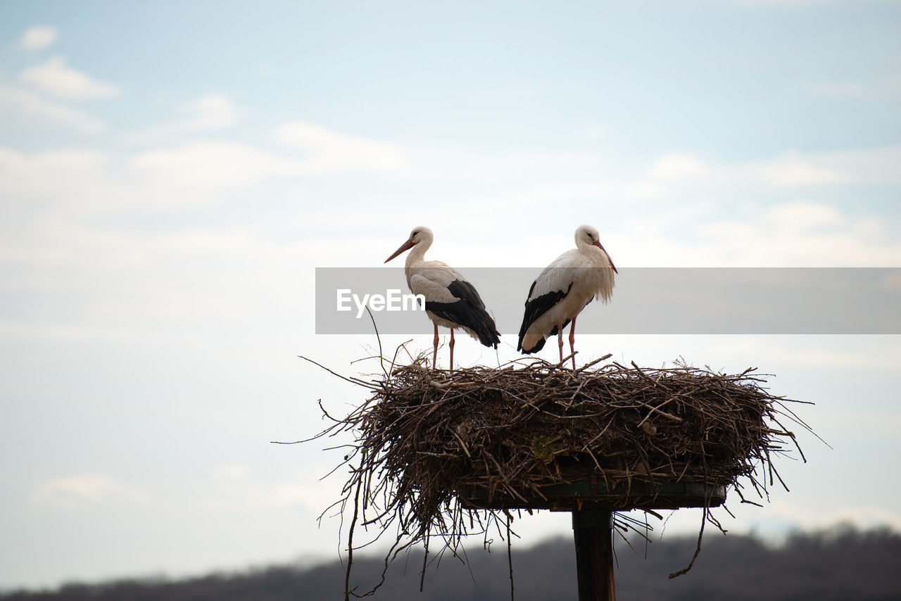 Couple white storks on the nest, stork breeding in spring, ciconia, alsace france, oberbronn 