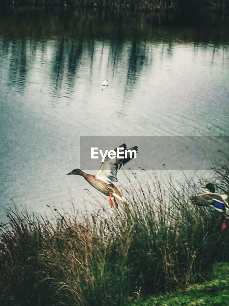 HIGH ANGLE VIEW OF HERON ON LAKE