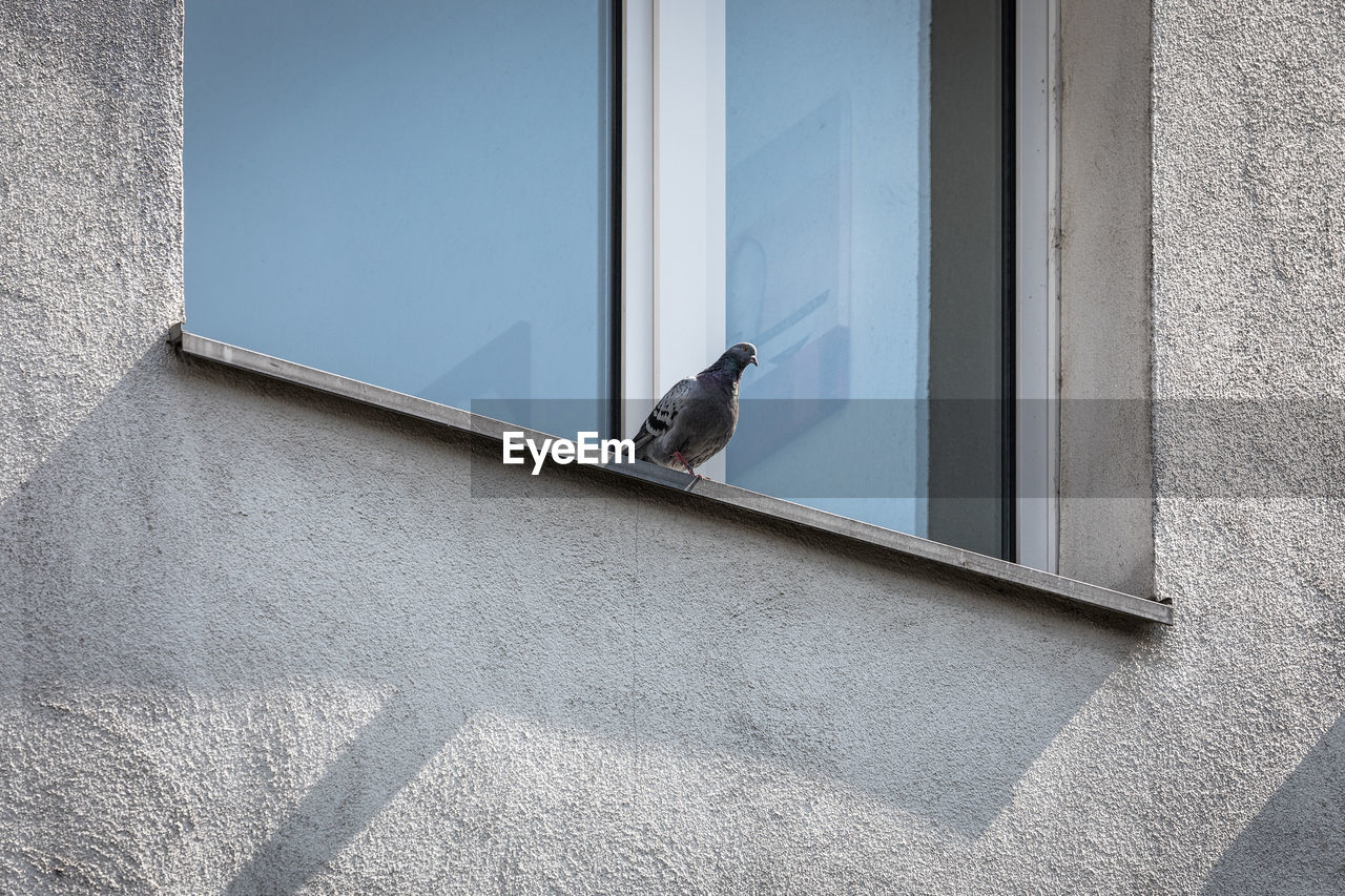 CAT LOOKING THROUGH WINDOW ON WALL