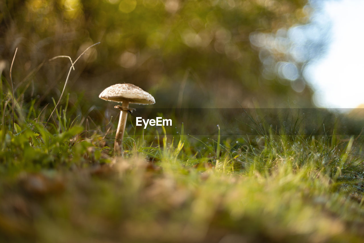 Autumn morning mushroom