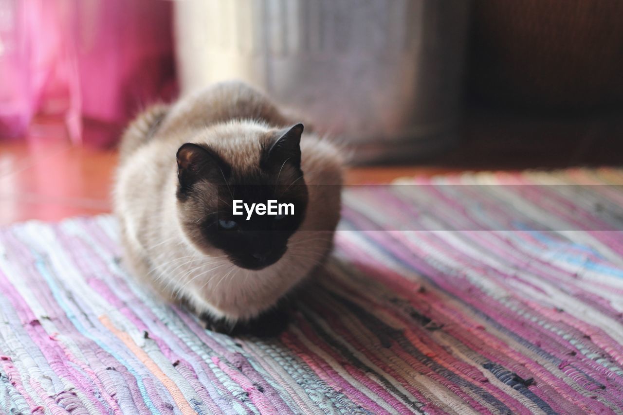 CLOSE-UP PORTRAIT OF A CAT ON A FLOOR