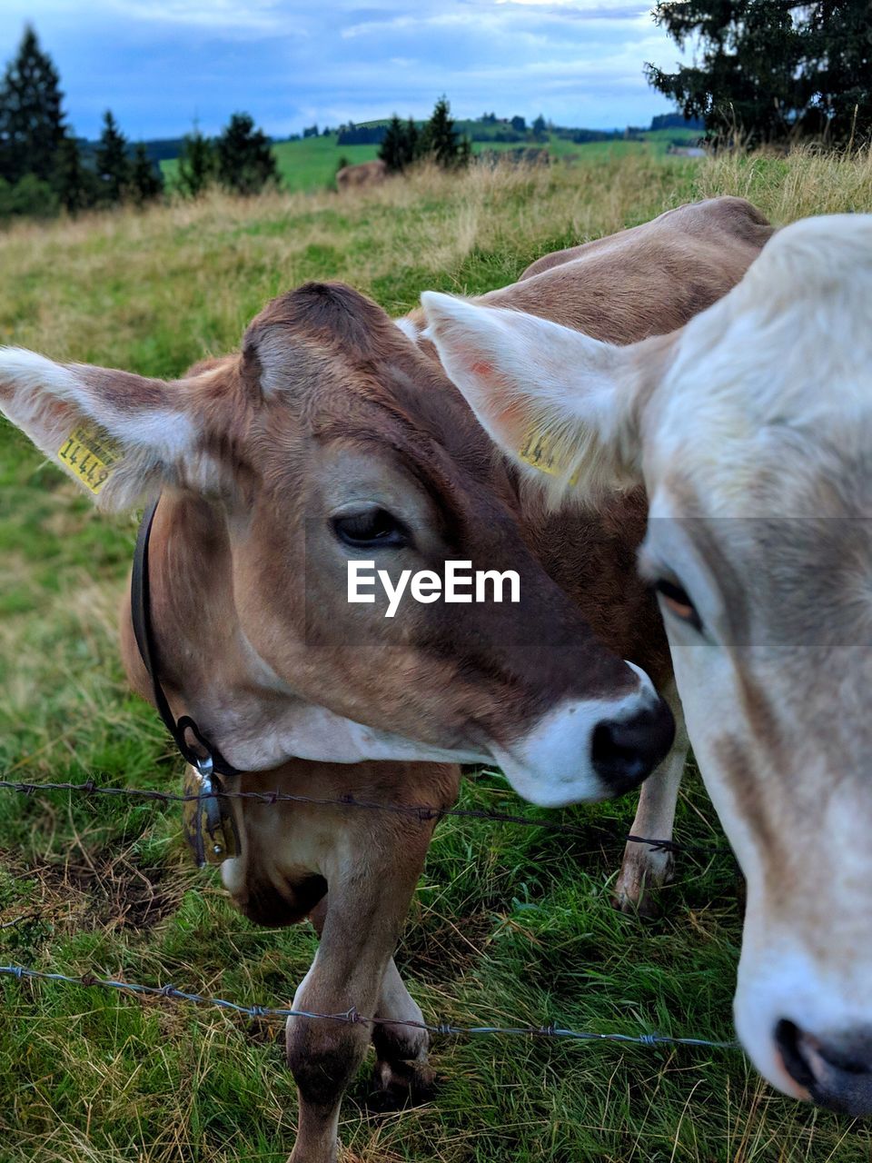 HORSE STANDING IN A FARM