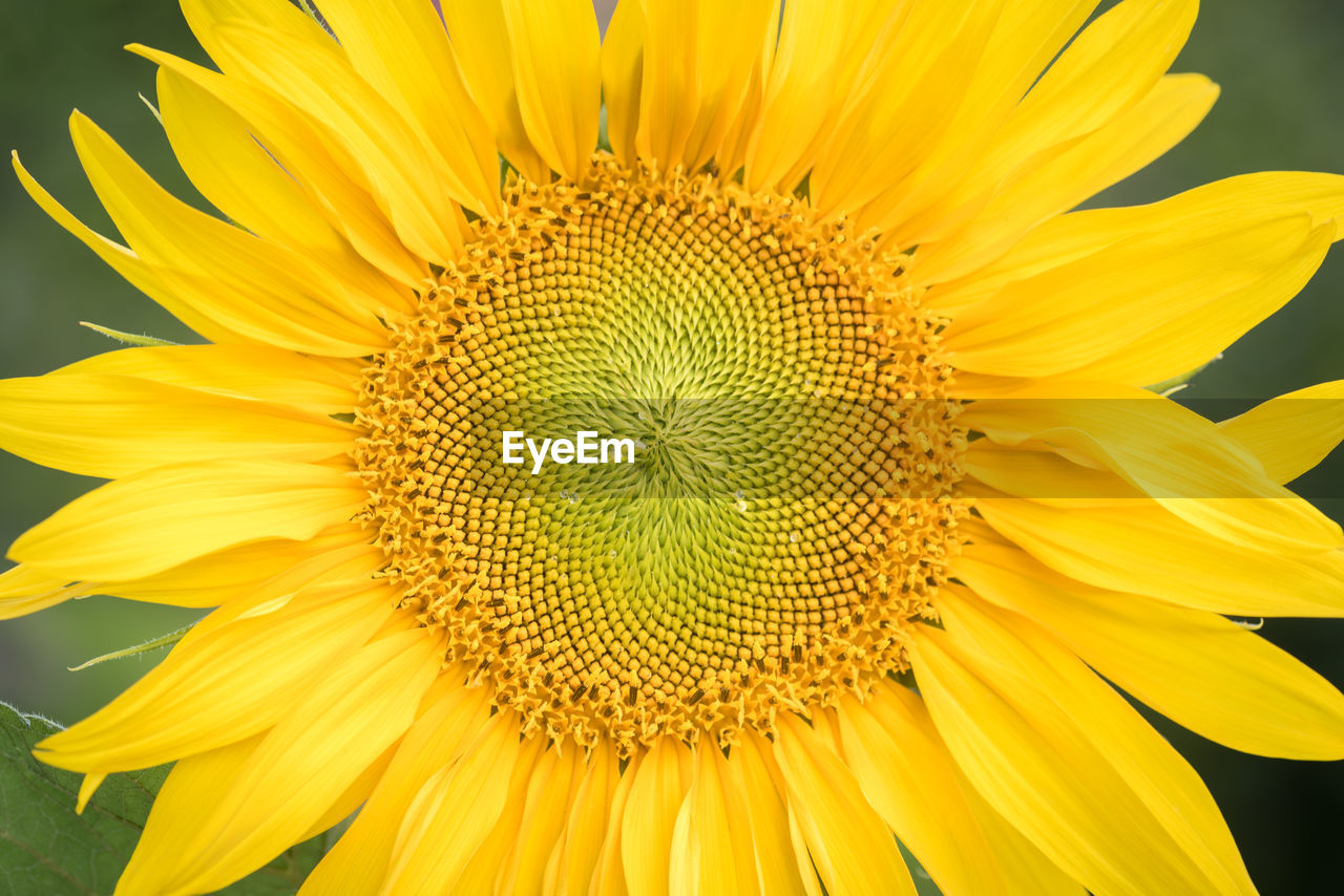 Close-up of fresh sunflower blooming outdoors