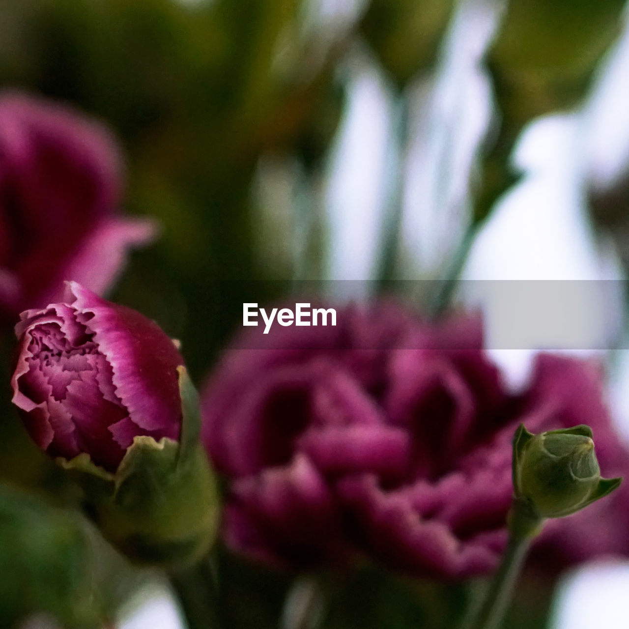 CLOSE-UP OF PINK FLOWERS BLOOMING