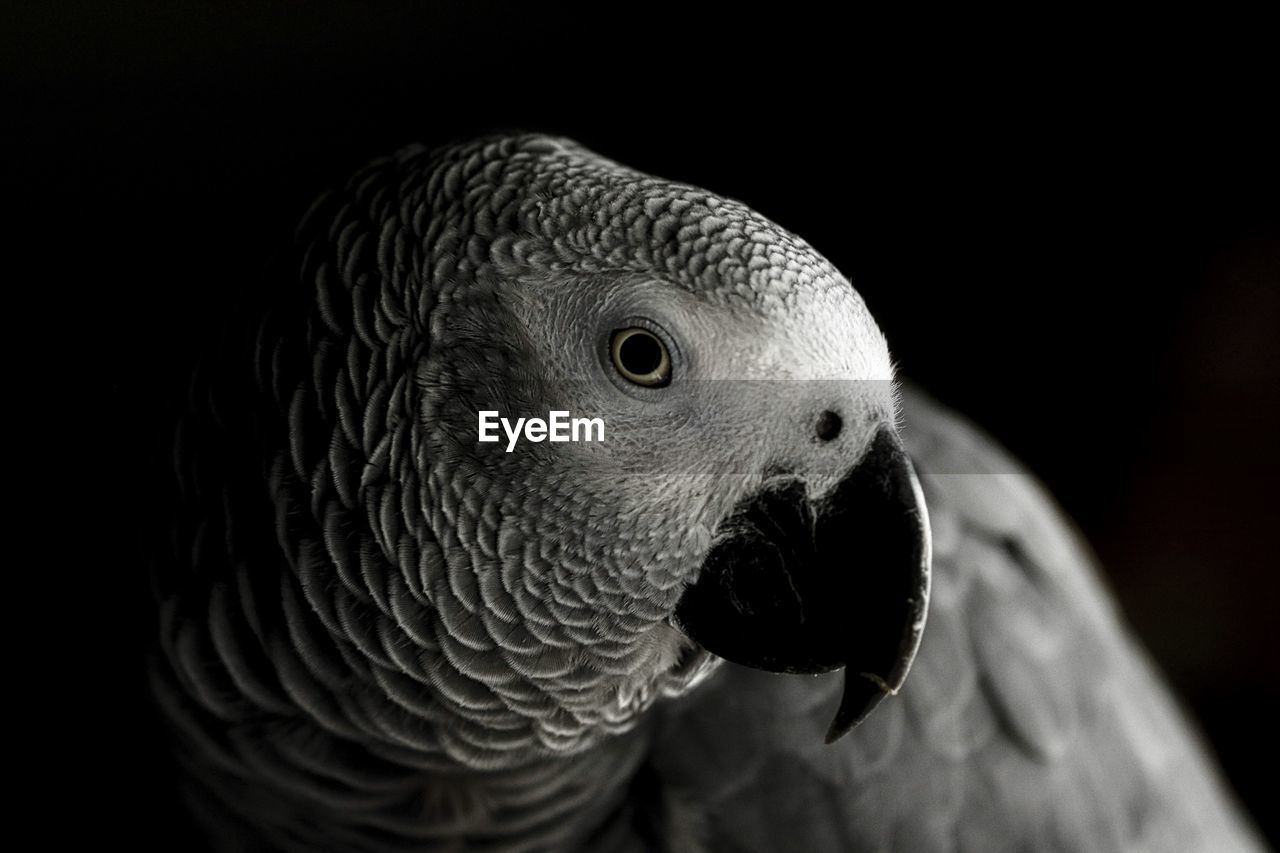 CLOSE-UP PORTRAIT OF A BIRD