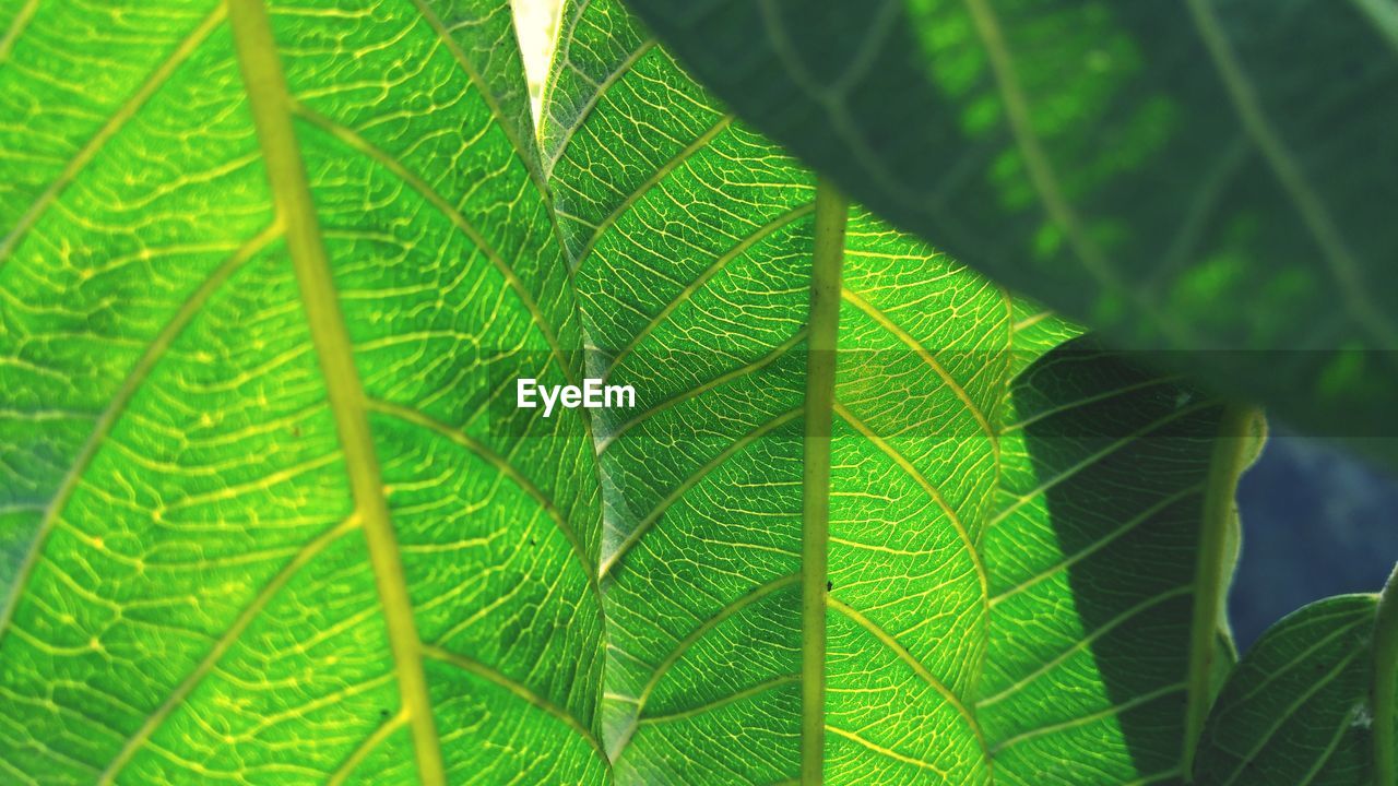 Close-up of green leaves