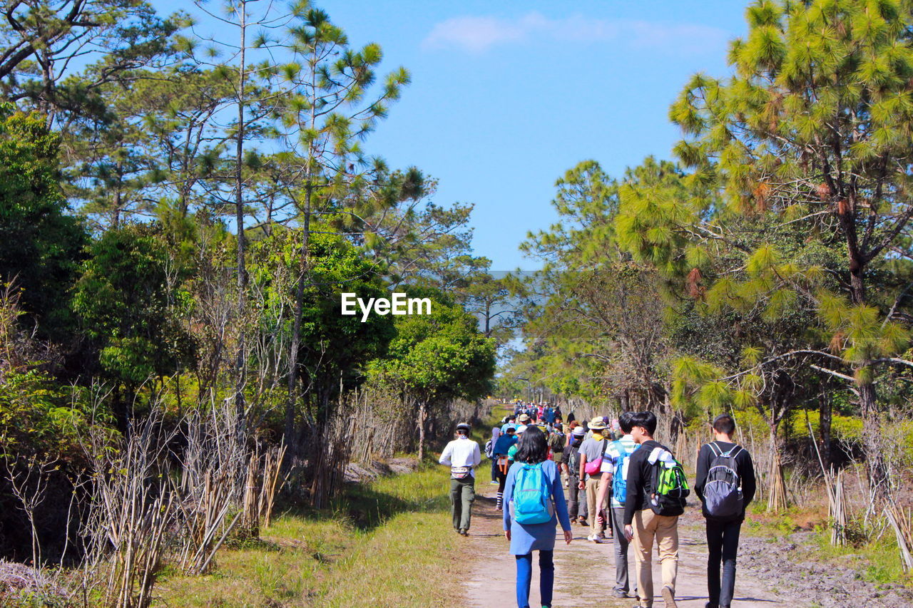 People walking in forest