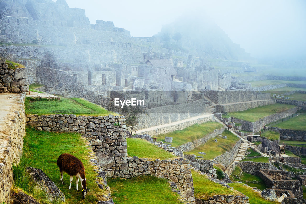 Llama in machu picchu in a foggy morning