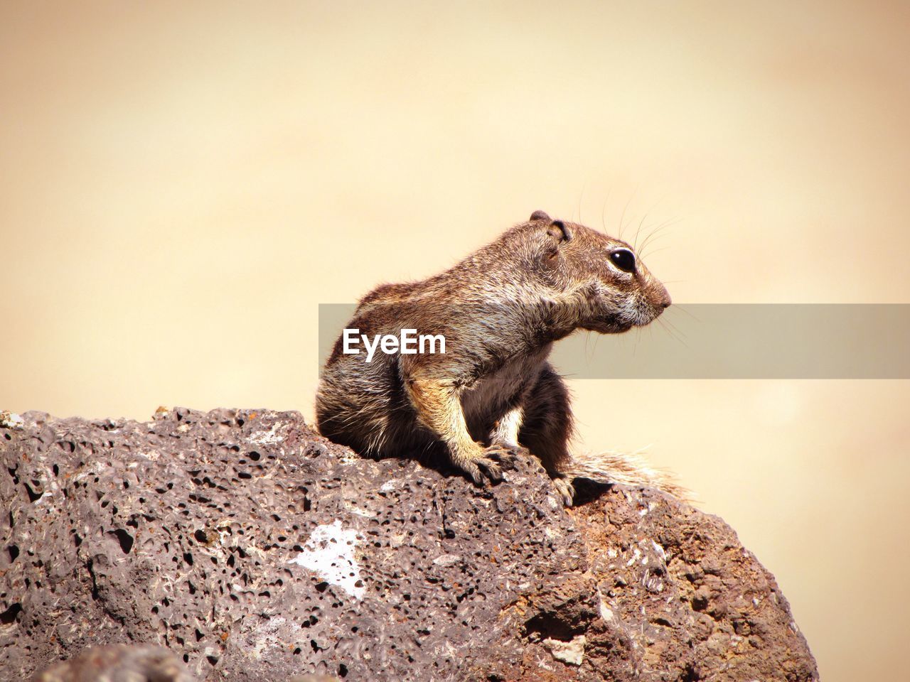 Close-up of squirrel on rock