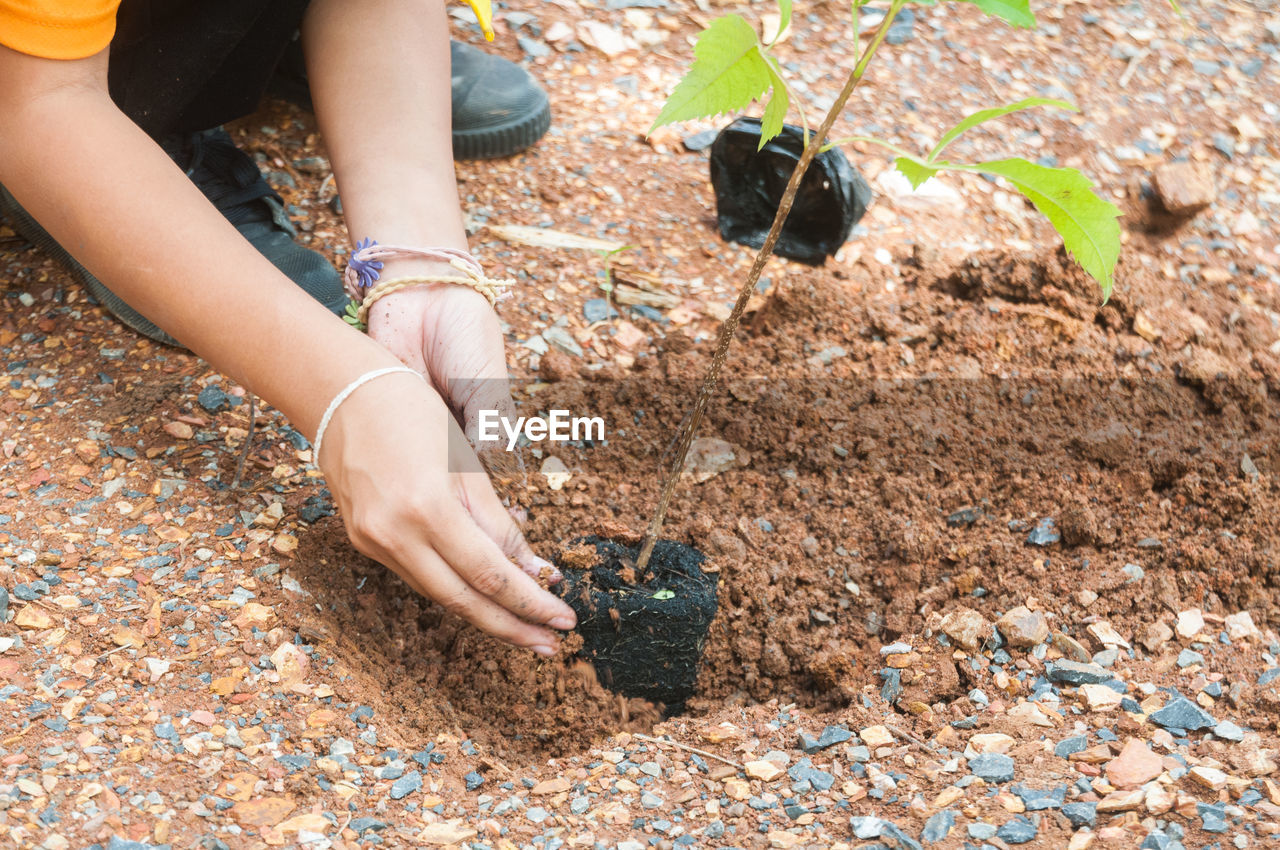 Low section of woman planting on land