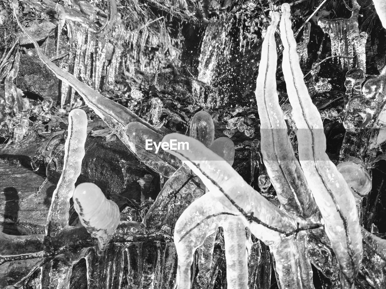 CLOSE-UP OF ICICLES ON TREE TRUNK