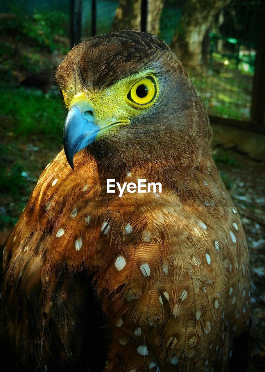 CLOSE-UP PORTRAIT OF A OWL