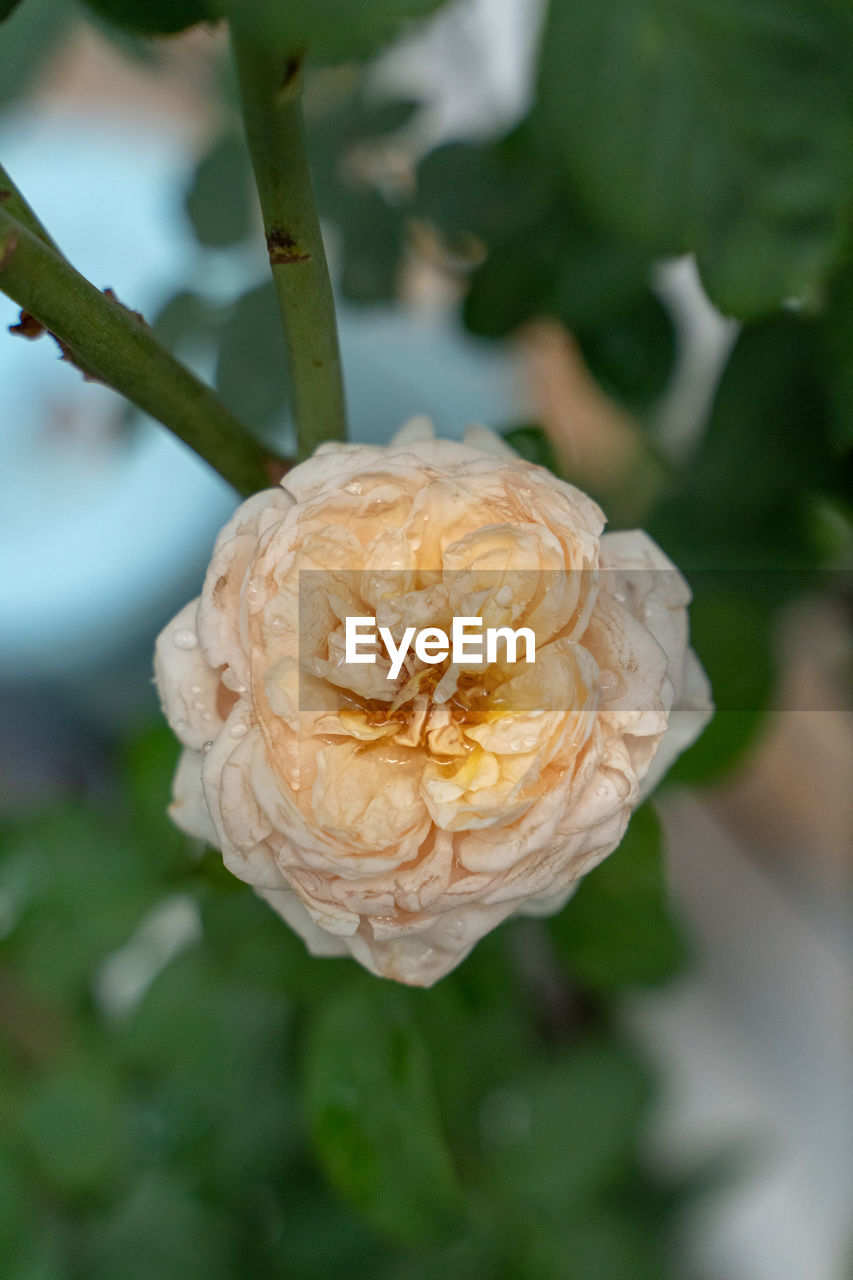 CLOSE-UP OF ROSE ON LEAF