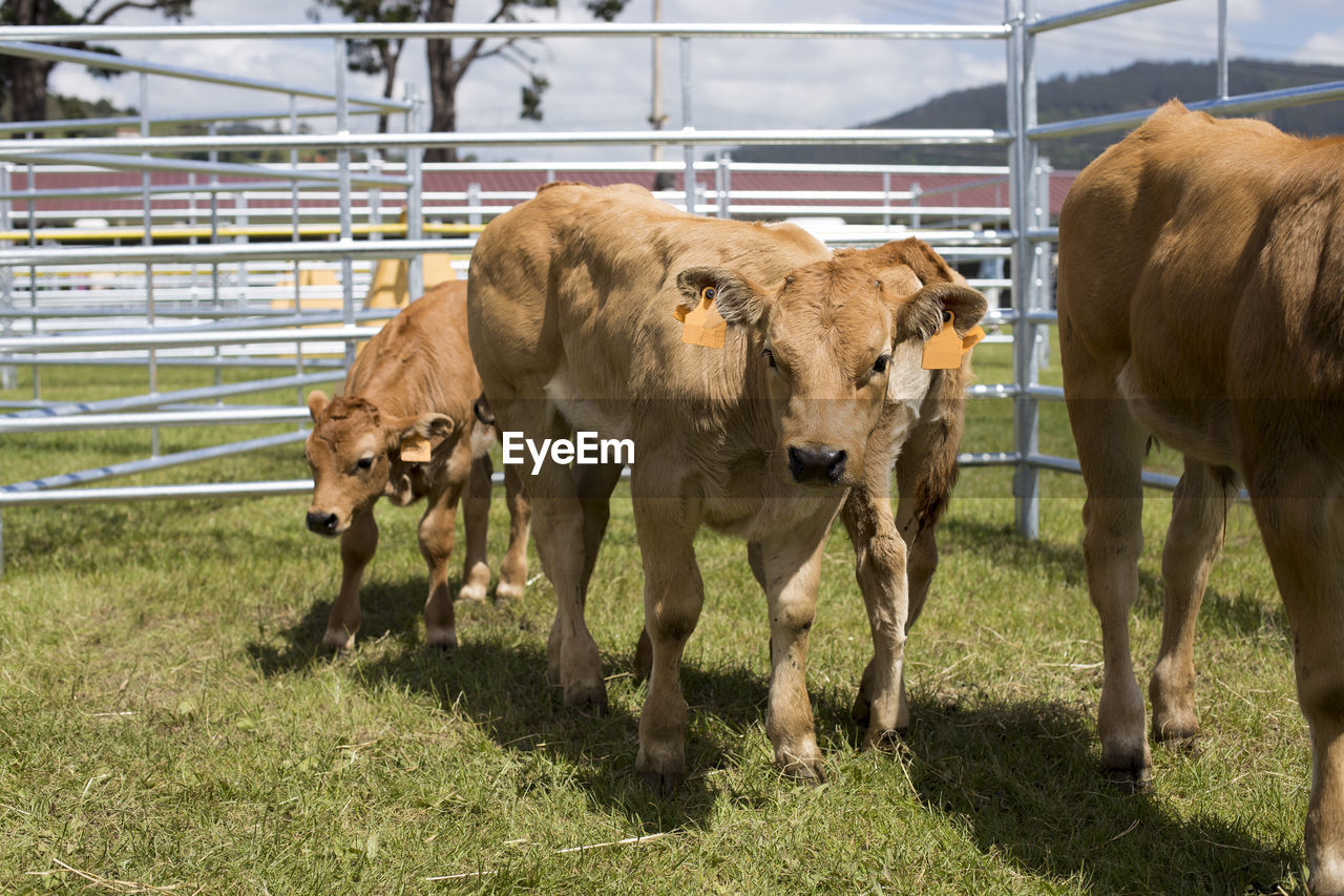 Calves in a cage