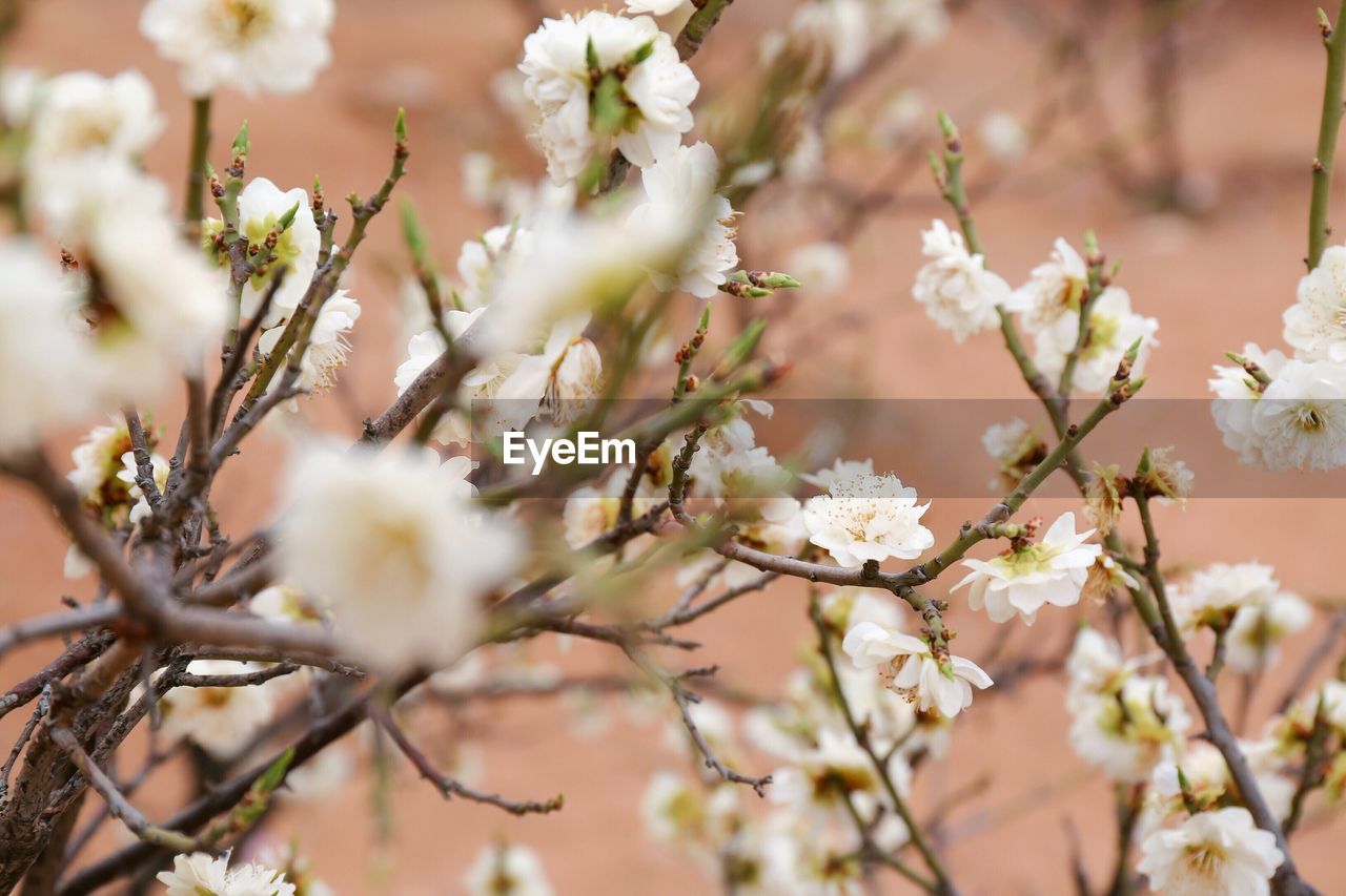 Close-up of flowers on branch