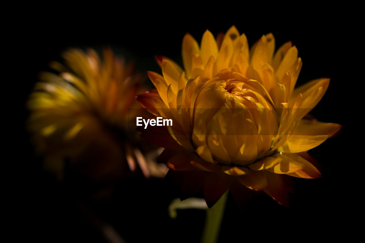 Close-up of yellow strawflower bud against black background