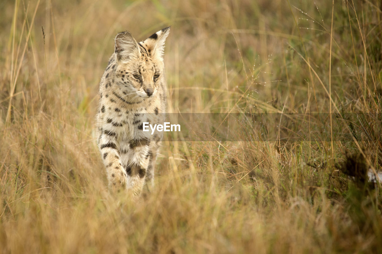 Cheetah on field