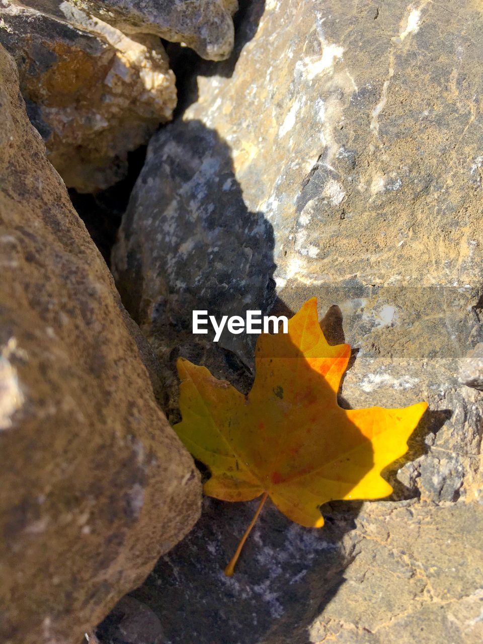 HIGH ANGLE VIEW OF AUTUMN LEAF ON ROCKS