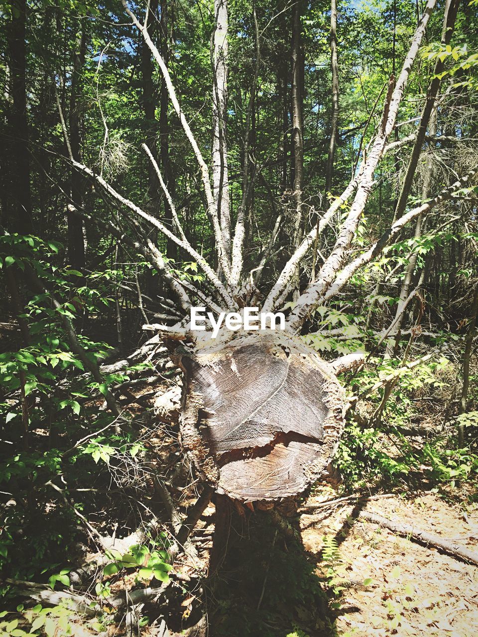 Fallen tree in forest
